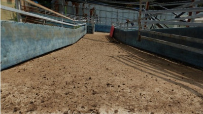 겨울 PED (돼지 유행성 설사병)을 예방하기 위한 꼭 지켜야할 방역 수칙