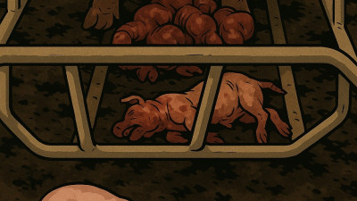 고병원성 PRRS 대응 핀포인트 레슨
