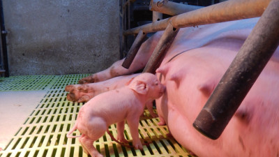 분만사에서의 3주 포유와 4주포유 어느 것을 선택하는 것이 전략적으로 맞을까?